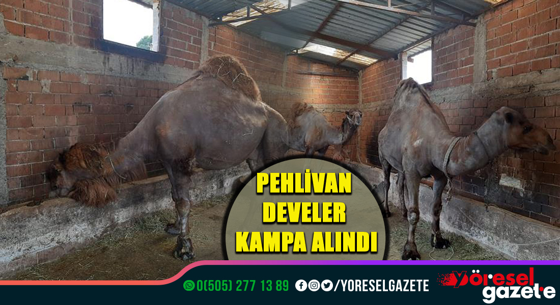 PEHLİVAN DEVELER KAMPA ALINDI
