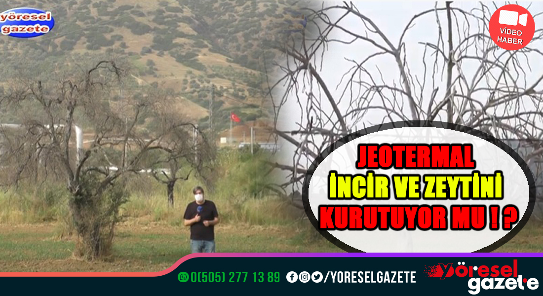 JEOTERMAL İNCİR VE ZEYTİNİ KURUTUYOR MU!?