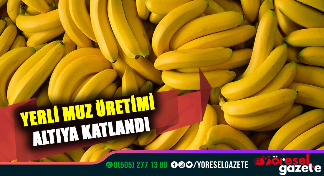 YERLİ MUZ ÜRETİMİ ALTIYA KATLANDI