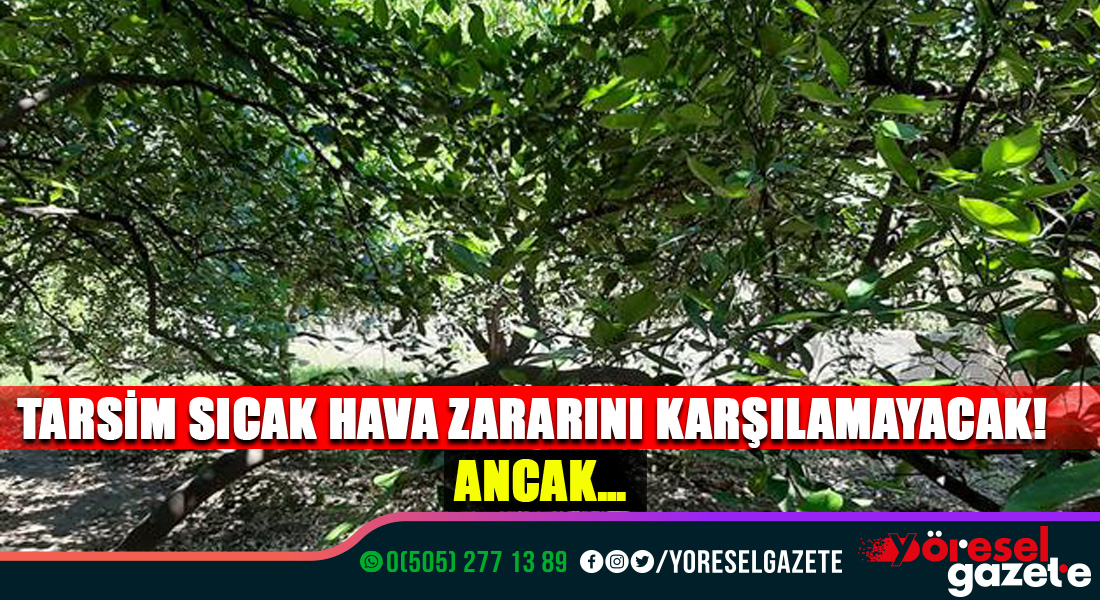 TARSİM SICAK HAVA ZARARINI KARŞILAMAYACAK! ANCAK…