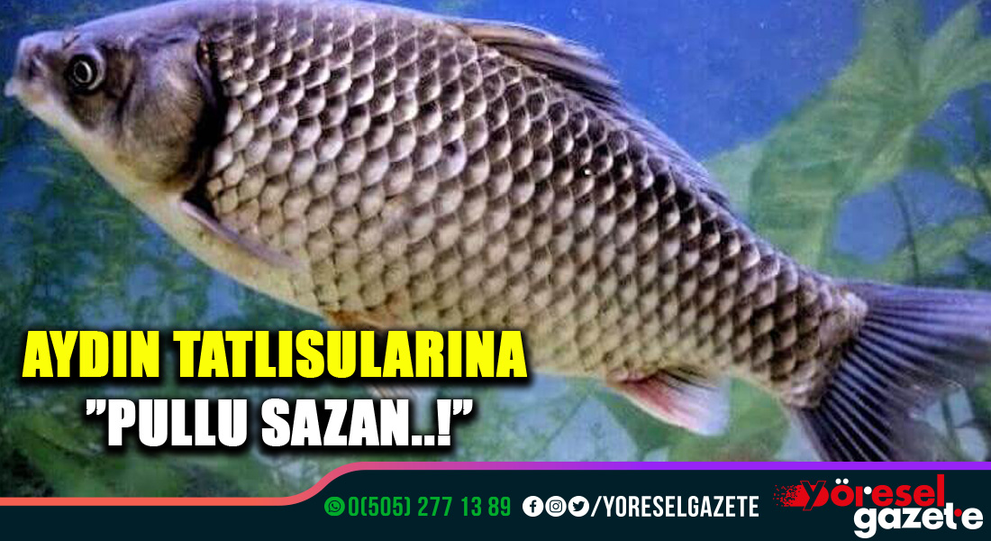 AYDIN TATLISULARINA ”PULLU SAZAN..!”