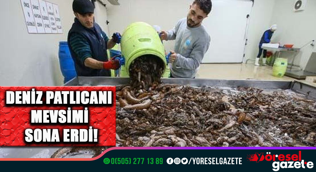 DENİZ PATLICANI MEVSİMİ SONA ERDİ!