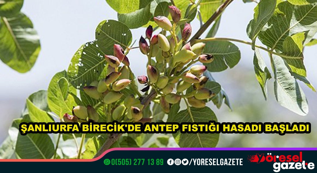 ŞANLIURFA BİRECİK’DE ANTEP FISTIĞI HASADI BAŞLADI