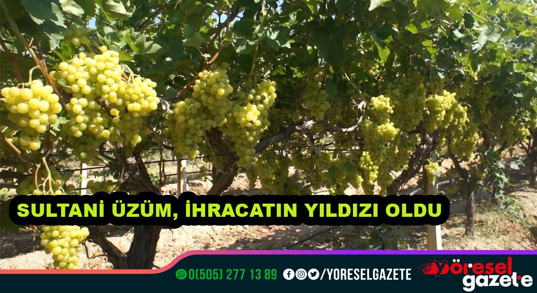 SULTANİ ÜZÜM, İHRACATIN YILDIZI OLDU