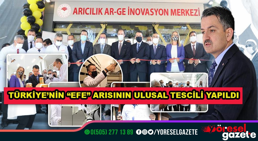 TÜRKİYE’NİN “EFE” ARISININ ULUSAL TESCİLİ YAPILDI