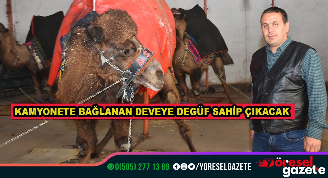 KAMYONETE BAĞLANAN DEVEYE DEGÜF SAHİP ÇIKACAK