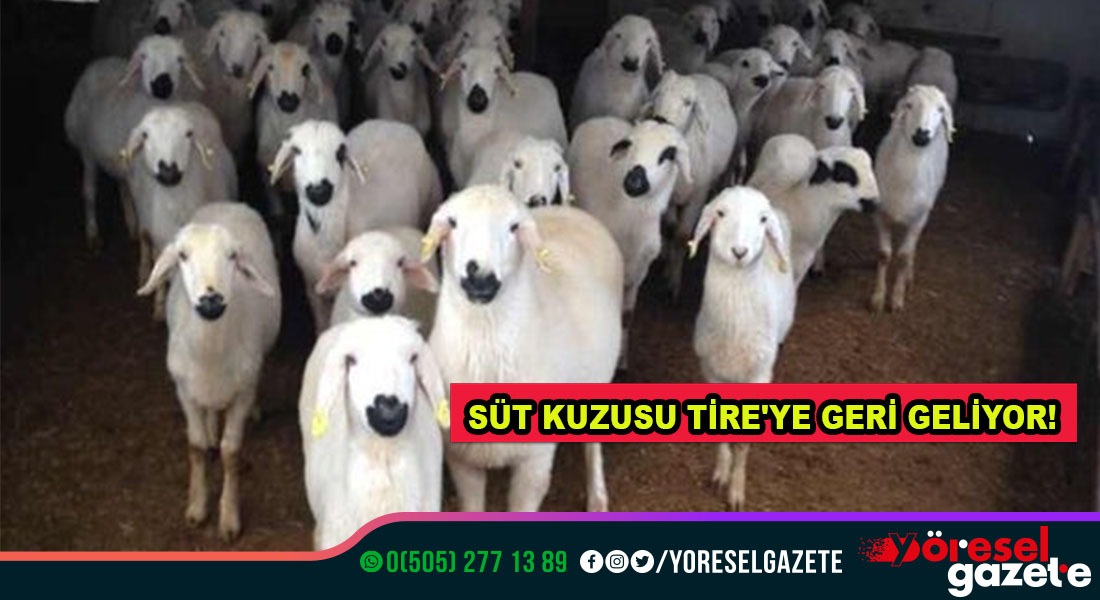 SÜT KUZUSU TİRE’YE GERİ GELİYOR!