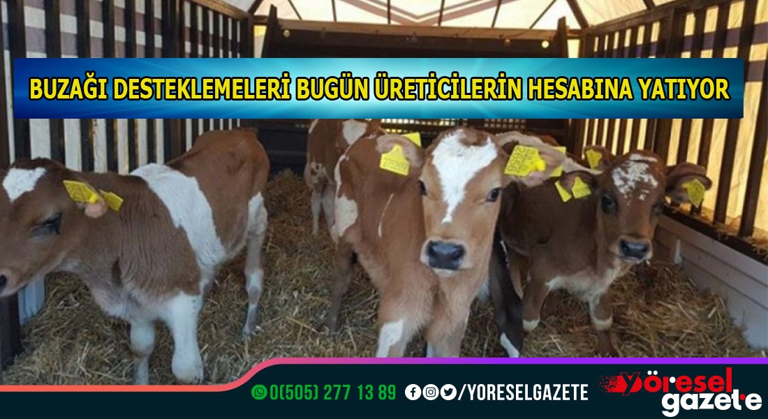BUZAĞI DESTEKLEMELERİ BUGÜN ÜRETİCİLERİN HESABINA YATIYOR