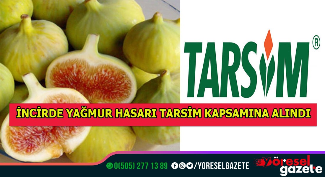 İNCİR DE YAĞMUR HASARI TARSİM KAPSAMINA ALINDI