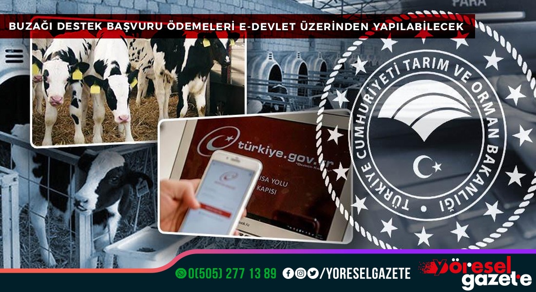 BUZAĞI DESTEK BAŞVURU ÖDEMELERİ E-DEVLET ÜZERİNDEN YAPILABİLECEK