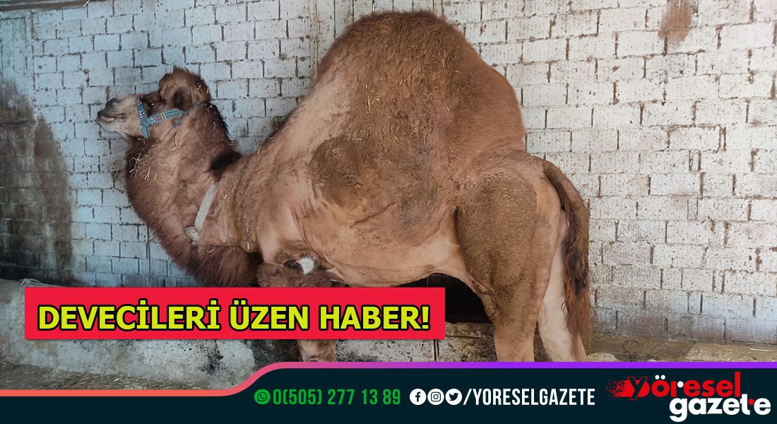 DEVE GÜREŞİ FEDERASYONU ” ÖNCE SAĞLIK”