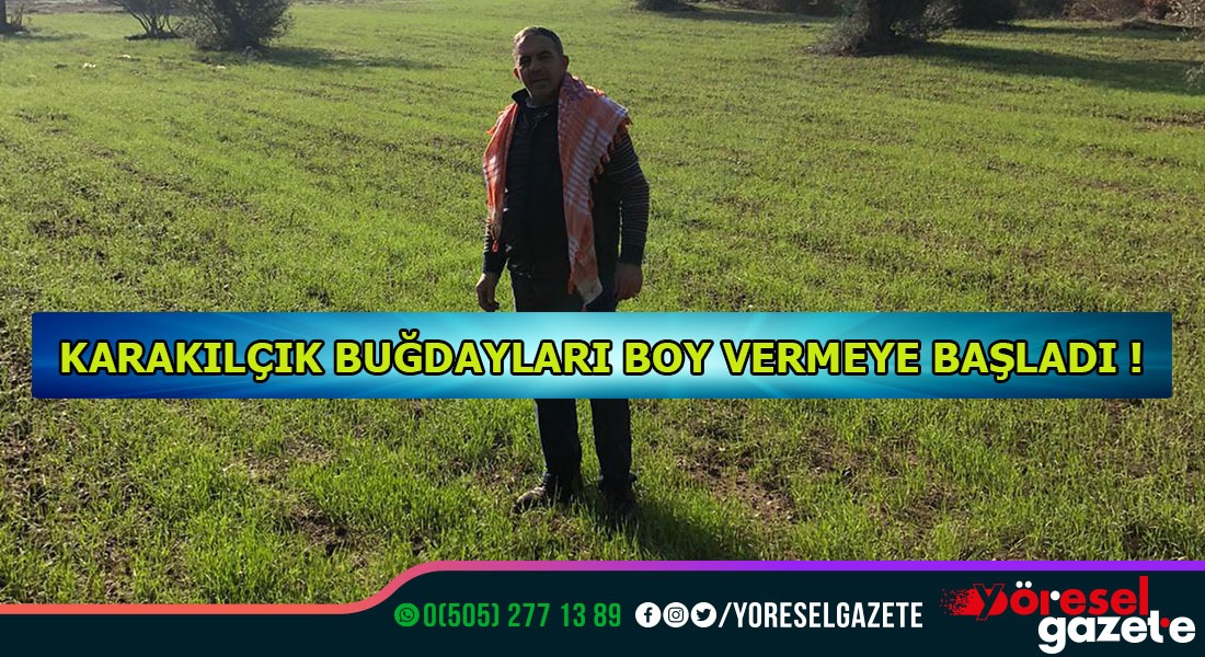 EKİLEN KARAKILÇIK BUĞDAYLARI BÜYÜYOR