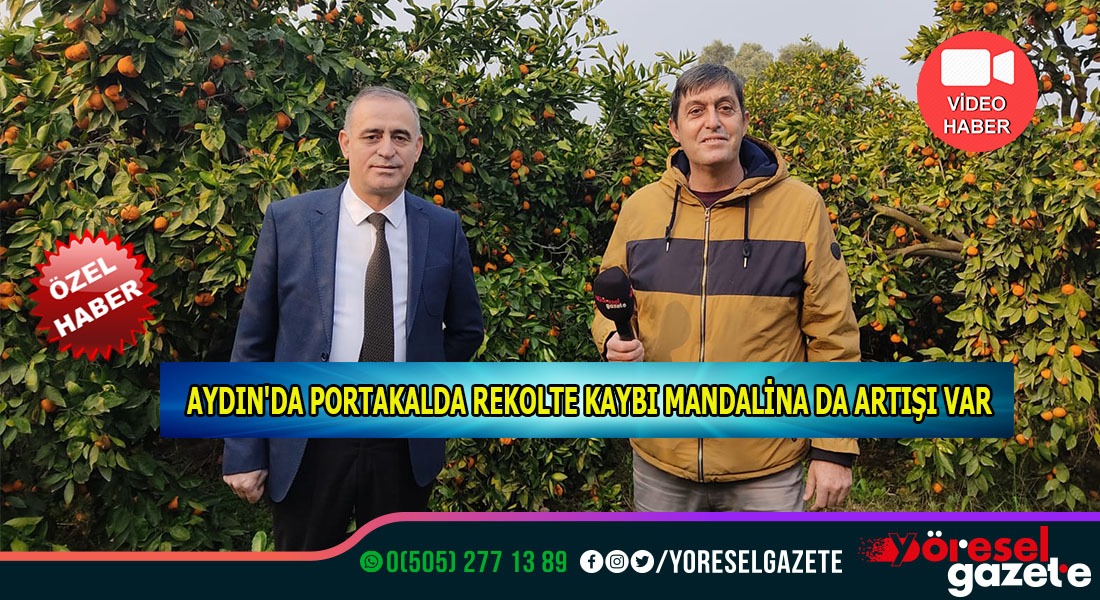 PORTAKALDA REKOLTE KAYBI MANDALİNA DA ARTIŞI VAR