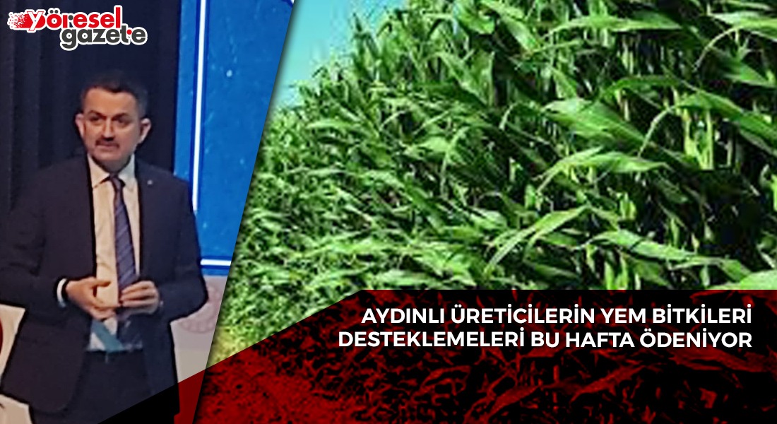 AYDINLI ÜRETİCİLERİN YEM BİTKİLERİ DESTEKLEMELERİ BU HAFTA ÖDENİYOR