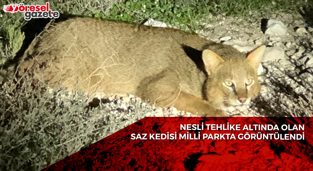 NESLİ TEHLİKE ALTINDA OLAN SAZ KEDİSİ MİLLİ PARKTA GÖRÜNTÜLENDİ