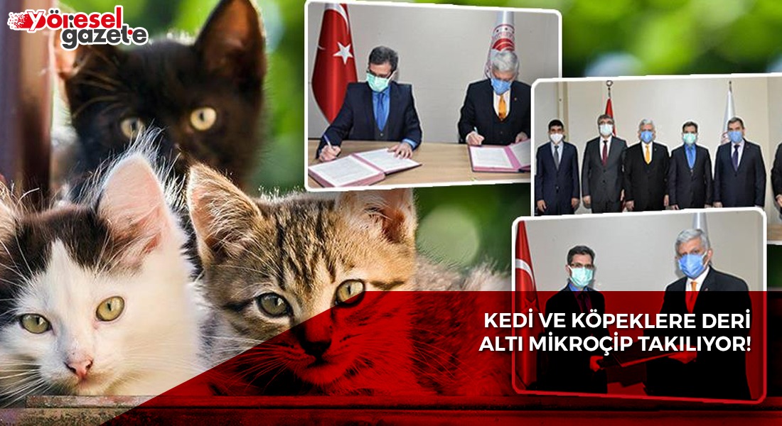KEDİ VE KÖPEKLERE DERİALTI MİKROÇİP TAKILIYOR!