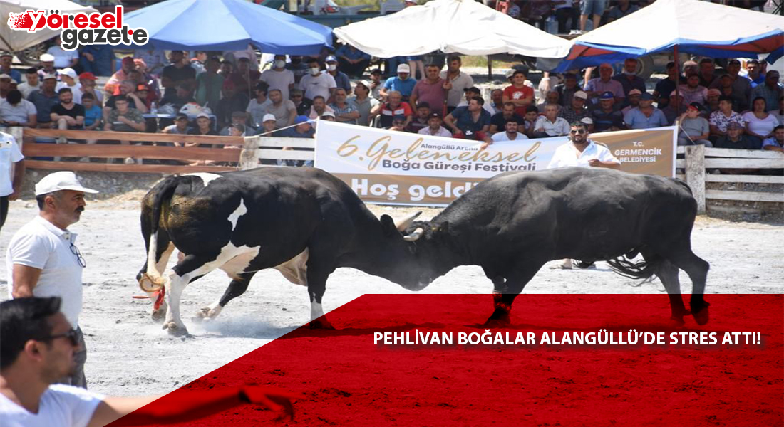 PEHLİVAN BOĞALAR ALANGÜLLÜ’DE STRES ATTI!