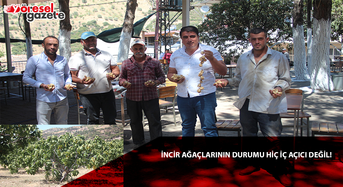 İNCİRDE FİYAT BEKLENTİLERİ TAMAM DA AĞAÇLARININ DURUMU HİÇ İÇ AÇICI DEĞİL!