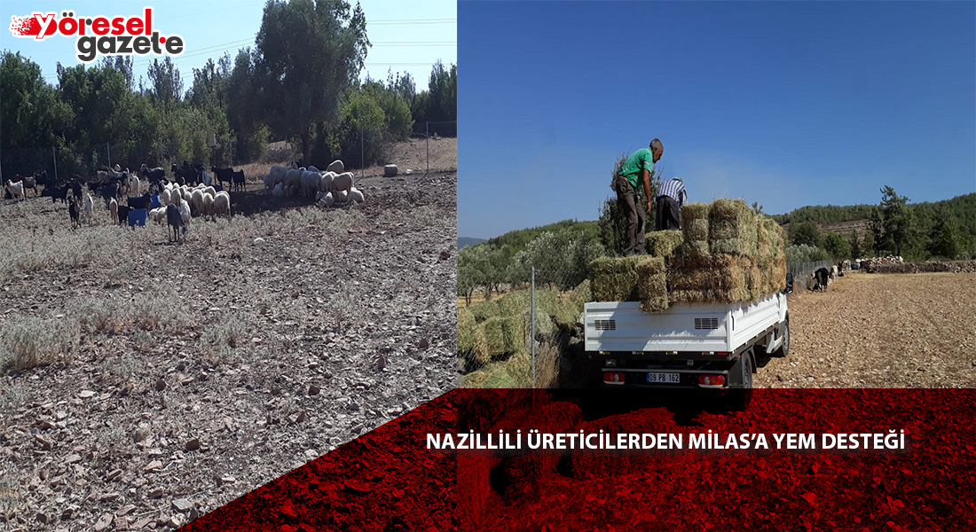 NAZİLLİLİ ÜRETİCİLERDEN MİLAS’A YEM DESTEĞİ