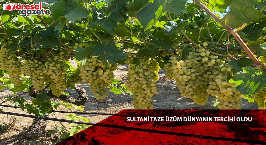 SULTANİ TAZE ÜZÜM DÜNYANIN TERCİHİ OLDU
