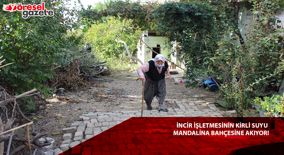 İNCİR İŞLETMESİNİN KİRLİ SUYU MÜKEREM TEYZENİN MANDALİNA BAHÇESİNE AKIYOR!