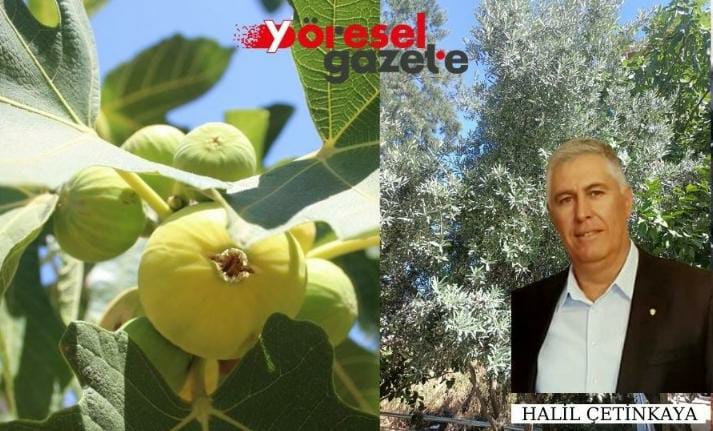 AYDIN’IN GELECEĞİ