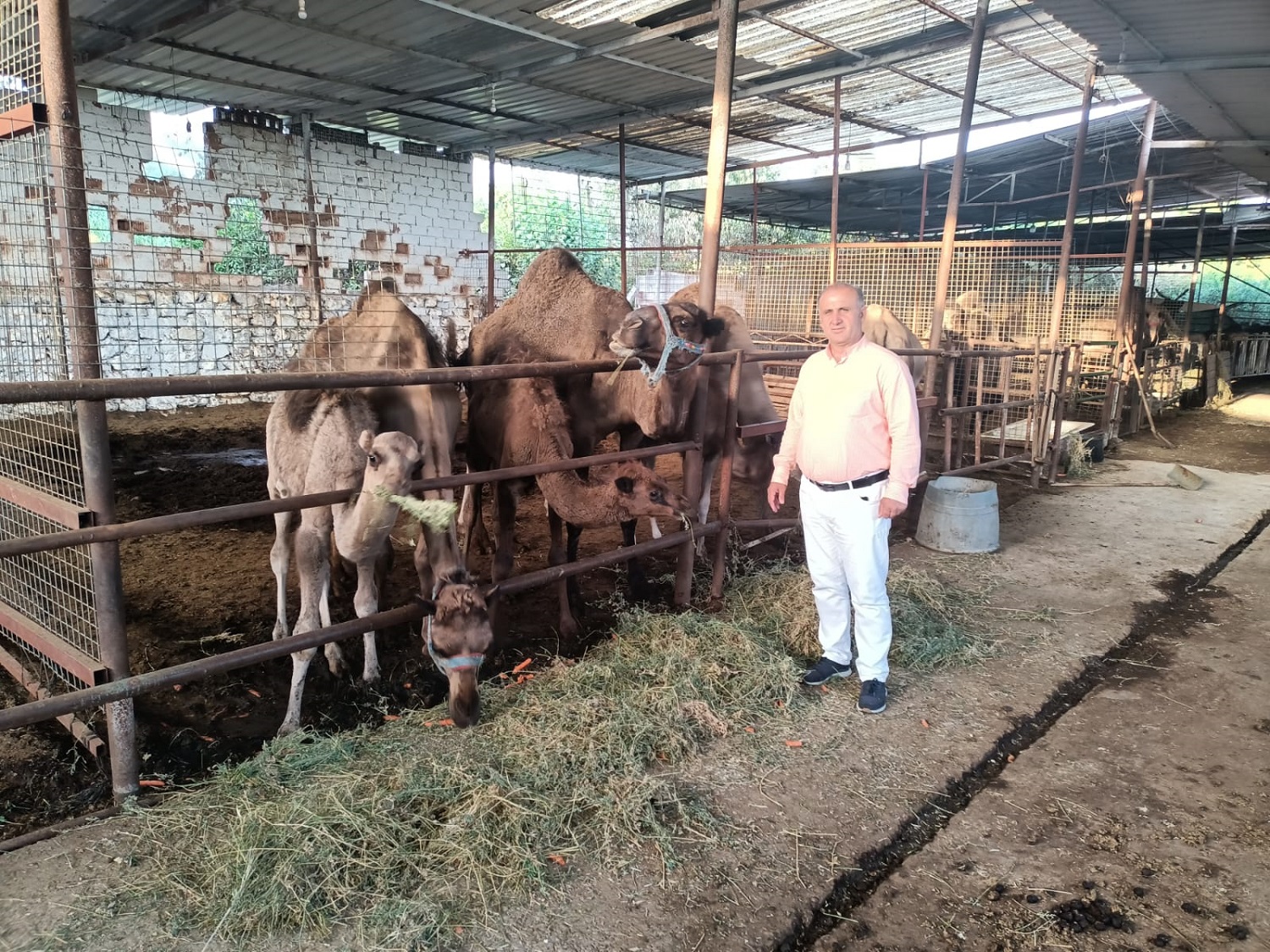 DEVECİLİK KÜLTÜRÜNÜN DEVAMI İÇİN TARIM BAKANLIĞI DEVE İTHALİNE İZİN VERMELİ