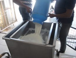 İnek Sütü Üretimi Düşmeye Devam Ediyor!