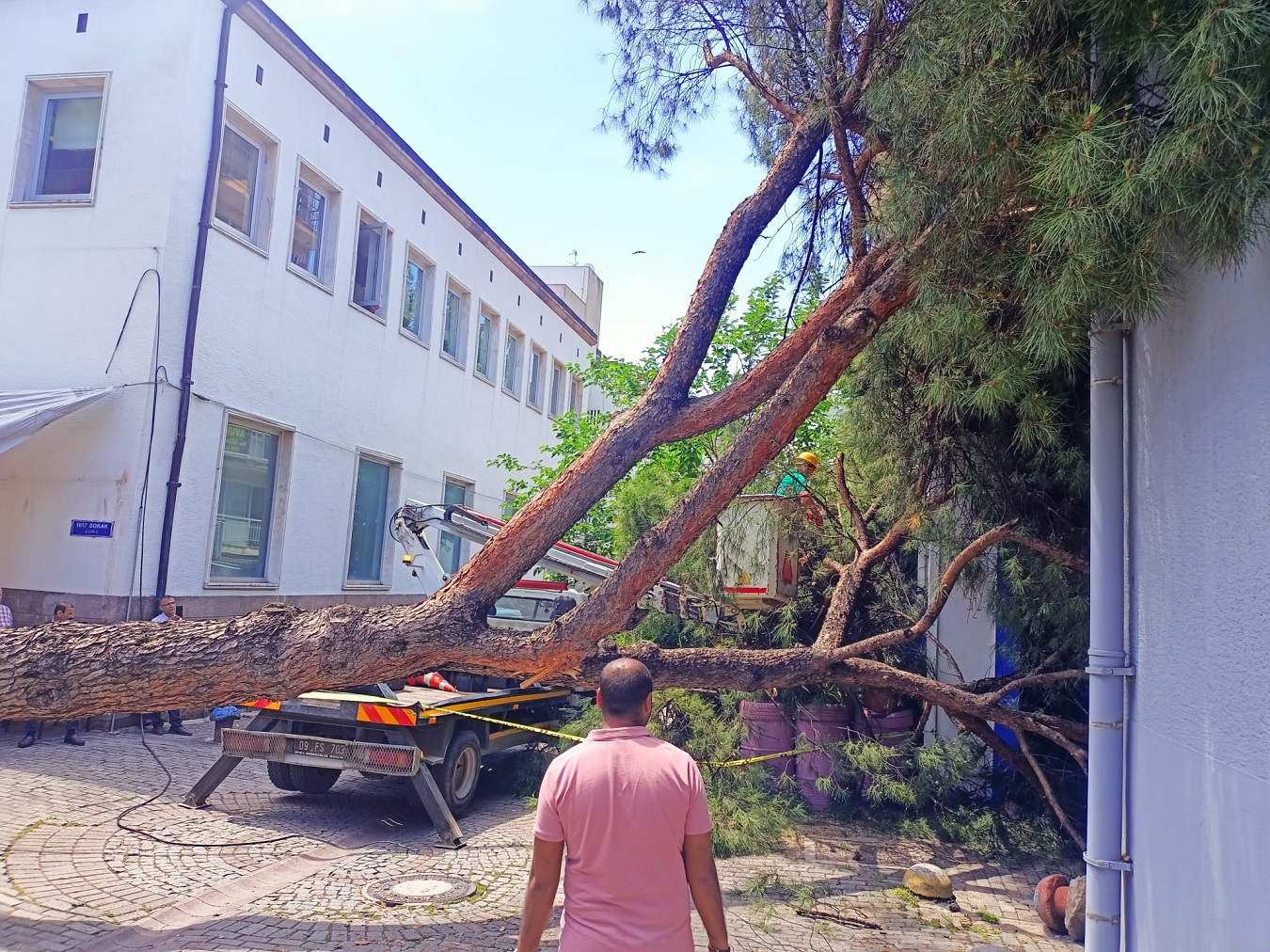 Efeler’de Yine “Çam Devrildi”!