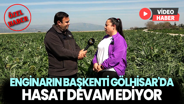 Enginarın başkenti Gölhisar’da hasat devam ediyor