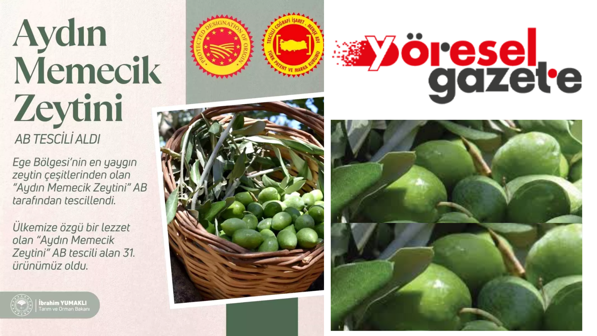 AYDIN MEMECİK ZEYTİNİ AB’de TESCİLLENDİ