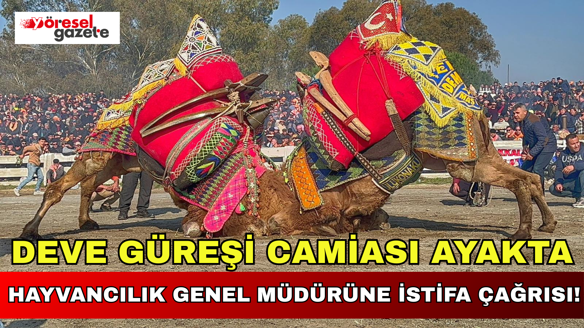 DEVE GÜREŞİ CAMİASI AYAKTA: HAYVANCILIK GENEL MÜDÜRÜNE İSTİFA ÇAĞRISI!
