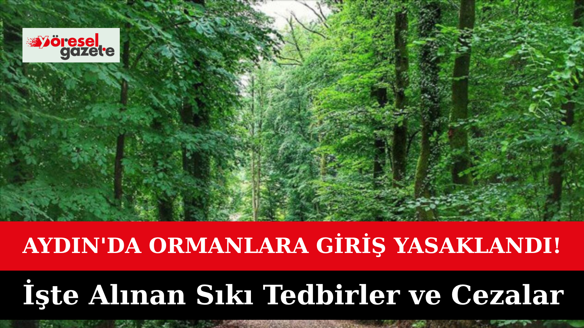AYDIN’DA ORMANLARA GİRİŞ YASAKLANDI! İşte Alınan Sıkı Tedbirler ve Cezalar